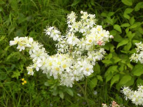 Image of dropwort