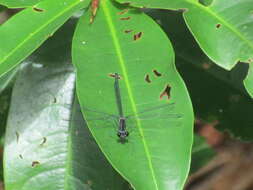 Image of Allopodagrion contortum (Hagen ex Selys 1862)