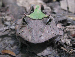 蘇利南角蛙的圖片