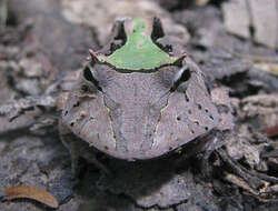 صورة Ceratophrys cornuta (Linnaeus 1758)