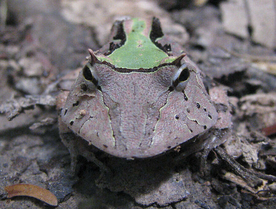 Image of Amazonian Horned Frog