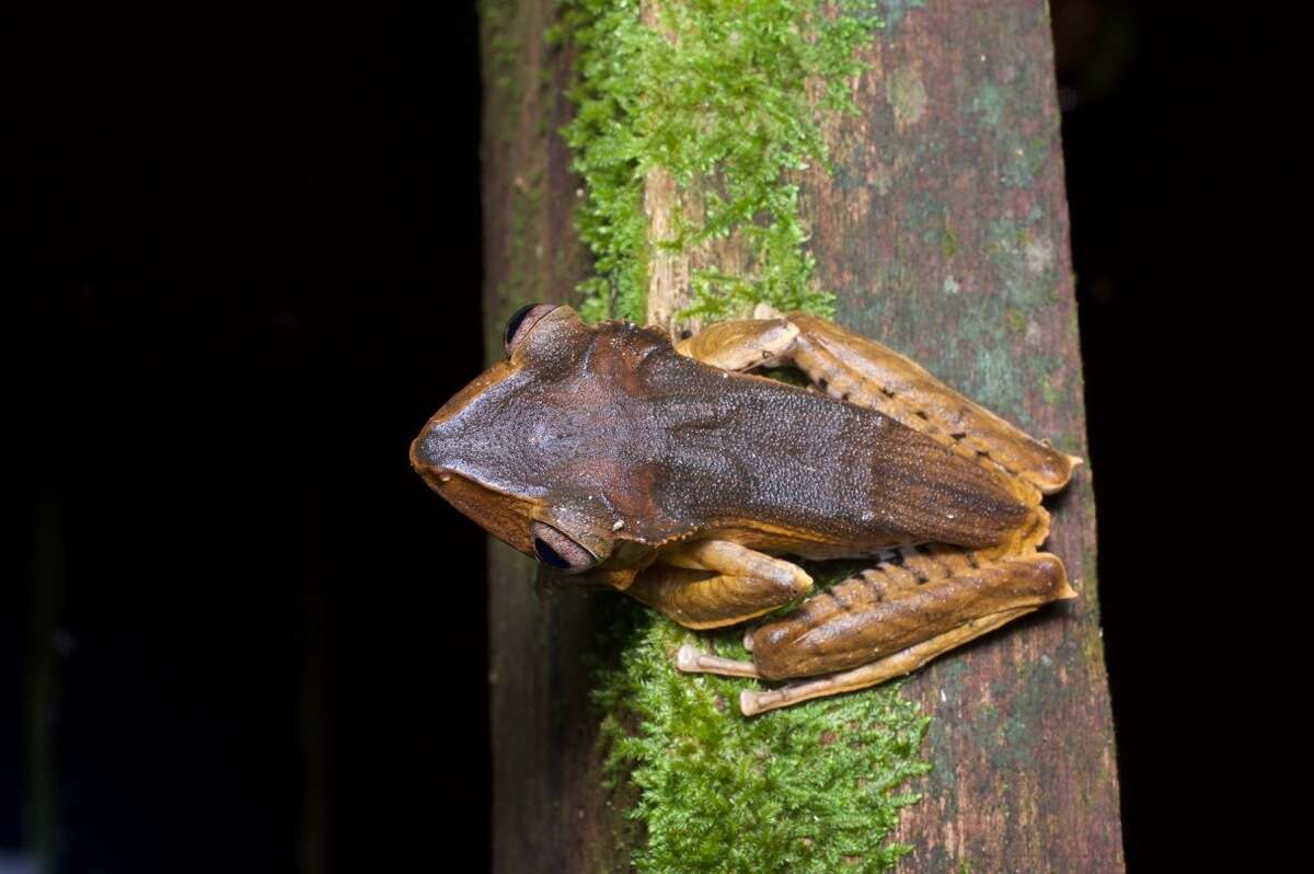 Image of File-Eared Tree Frog