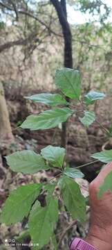 Image of Vitex quinata (Lour.) F. N. Williams