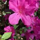 Rhododendron indicum (L.) Sweet resmi