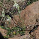 Слика од Ornithogalum juncifolium Jacq.