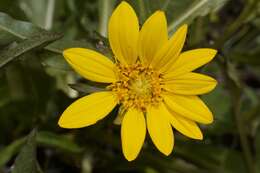 Image of Humboldt mule-ears