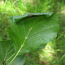 Image of Caloptilia elongella (Linnaeus 1761)