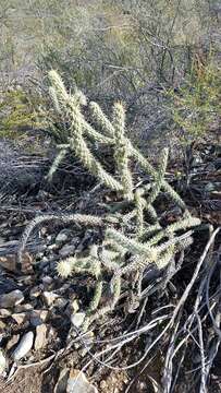 Image of Cylindropuntia bernardina