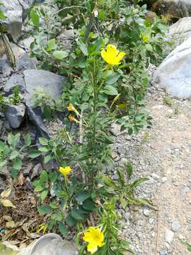 Imagem de Oenothera jamesii Torr. & Gray