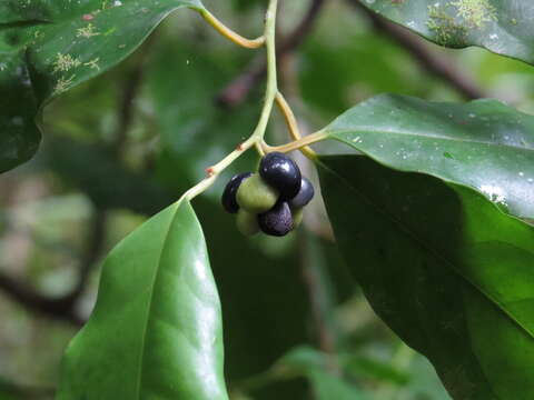 Image of Apodytes brachystylis F. Muell.