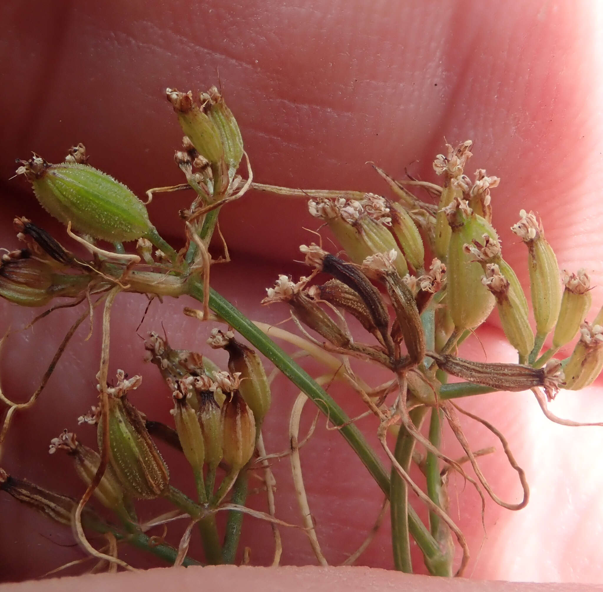 Image of cumin