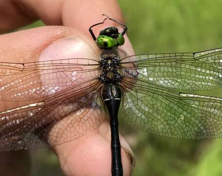 Image of Downy Emerald