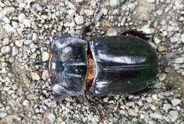 Image of Heterogomphus dilaticollis Burmeister 1847