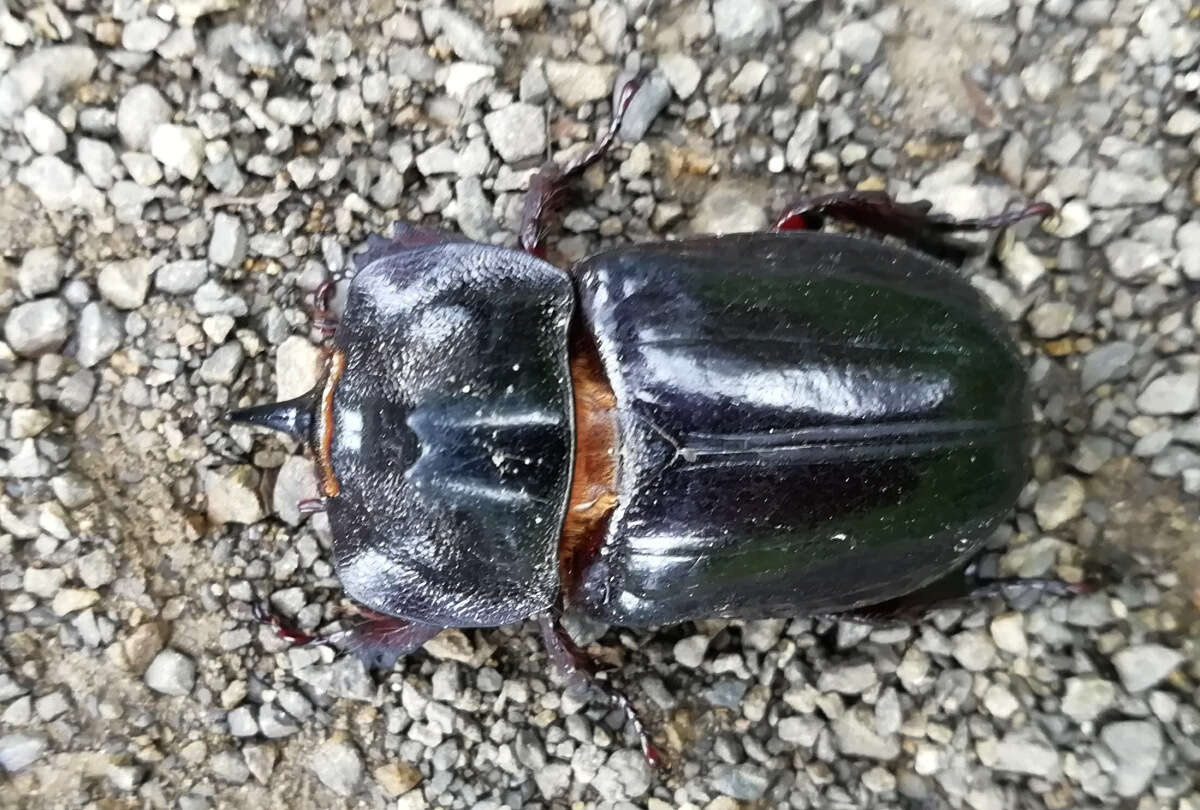 Imagem de Heterogomphus dilaticollis Burmeister 1847