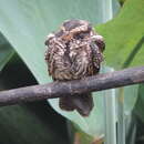 Image of Spot-tailed Nightjar