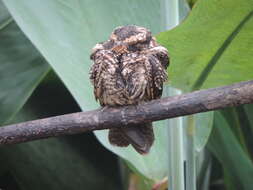 Image of Spot-tailed Nightjar