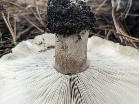 Image of Clitocybe glacialis Redhead, Ammirati, Norvell & M. T. Seidl 2000