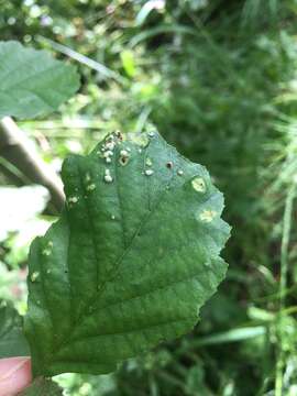 Image of <i>Acalitus brevitarsus</i>