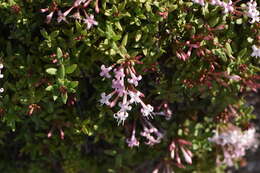 Image of Plocama calabrica (L. fil.) M. Backlund & Thulin