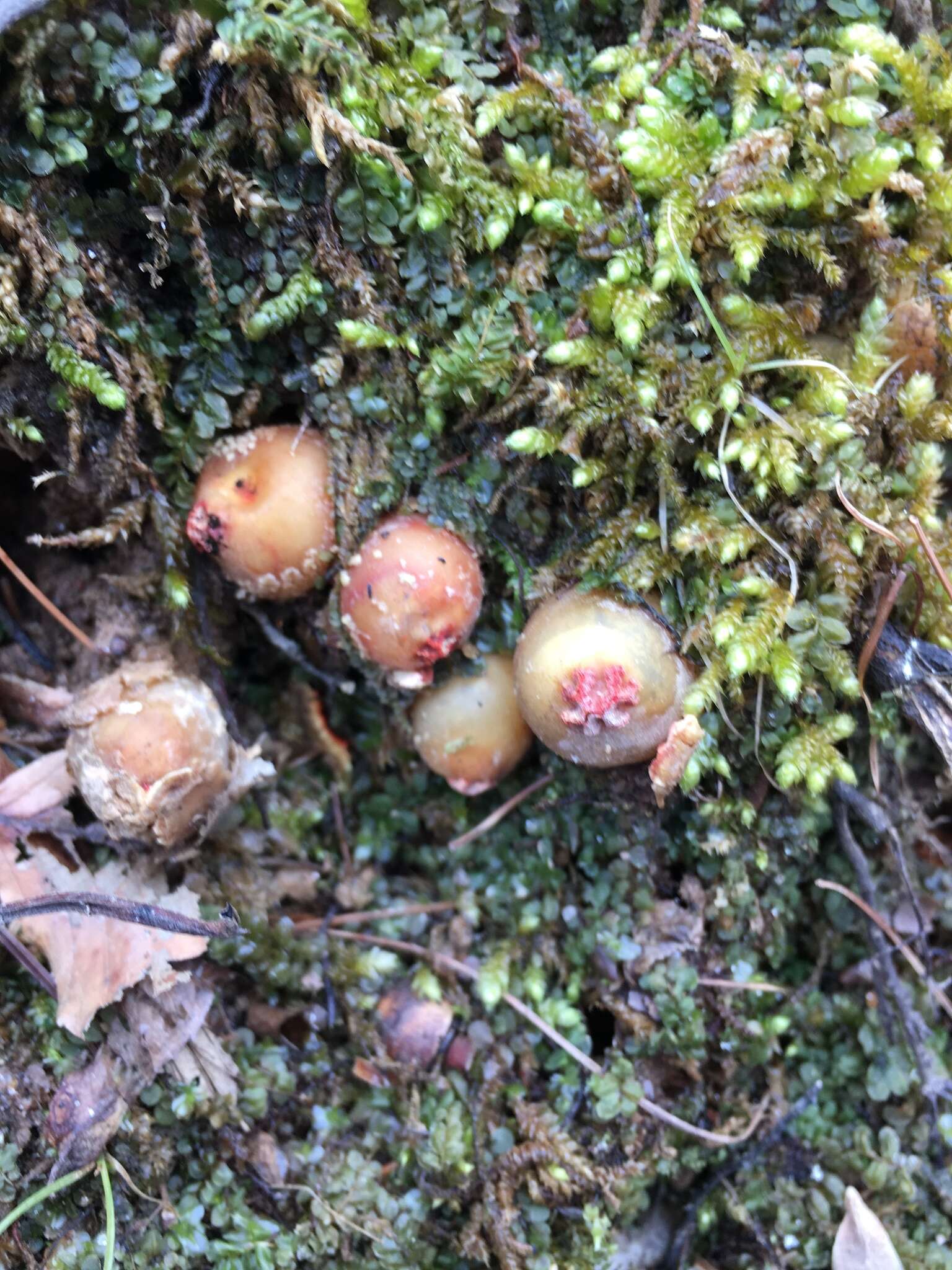 Sivun Calostoma ravenelii (Berk.) Massee 1888 kuva