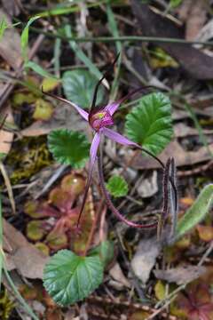 Caladenia versicolor G. W. Carr resmi