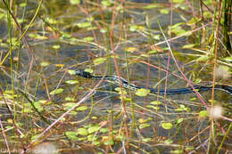 Image of Thamnophis eques virgatenuis Conant 1963