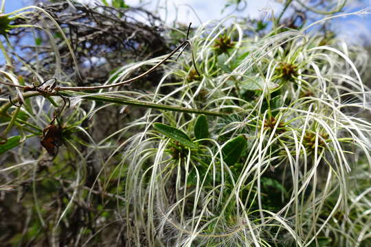 Image of Clematis decipiens H. Eichler ex Jeanes