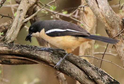 Laniarius ferrugineus transvaalensis Roberts 1922的圖片