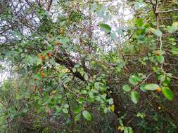 Celtis iguanaea (Jacq.) Sarg. resmi