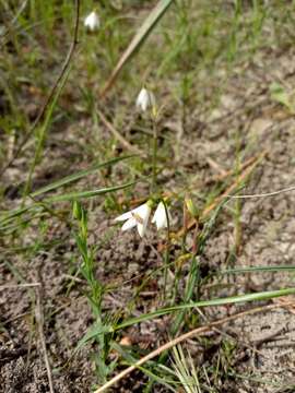 Imagem de Acis trichophylla G. Don