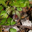 Image of Corybas vitreus Lehnebach