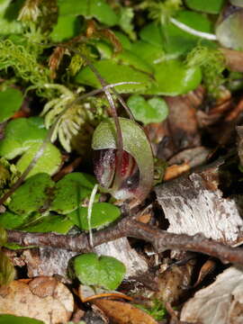 Image of Corybas vitreus Lehnebach