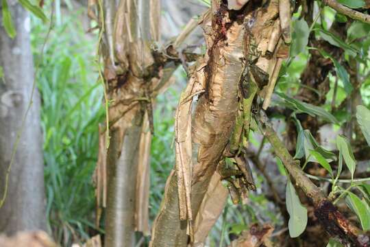 Image of Jatropha standleyi Steyerm.