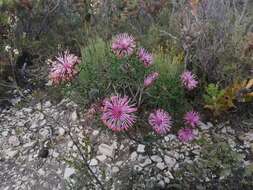 Imagem de Isopogon formosus subsp. formosus