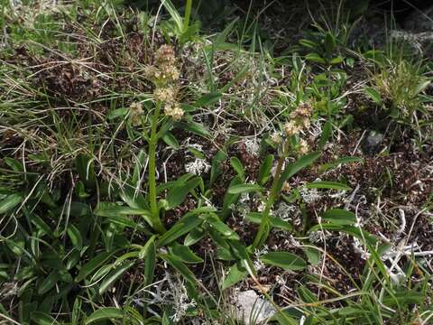 Image of Valeriana celtica L.