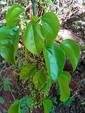 Image of Tinospora uviforme (Baill.) Troupin