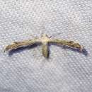 Image of Belfrage's Plume Moth