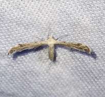 Image of Belfrage's Plume Moth