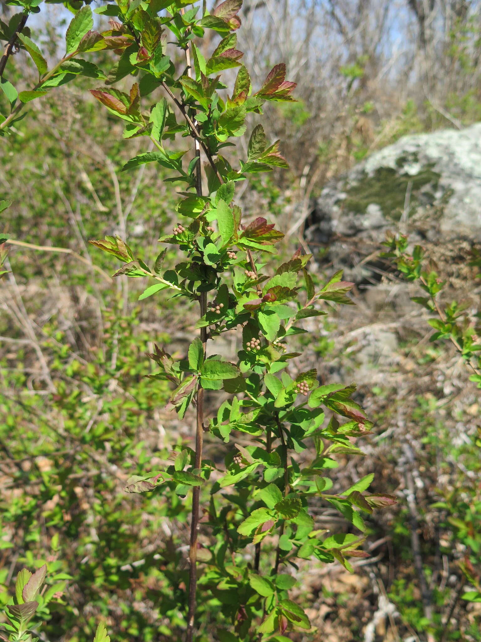 Image of Spiraea elegans Pojark.