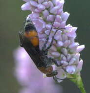 صورة Psorthaspis sanguinea (Smith 1855)