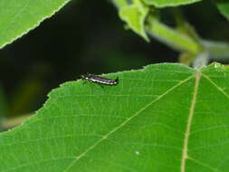 Image of <i>Ichthyurus nigripennis</i> Pic 1913