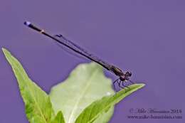 Image of Blackwater Bluet