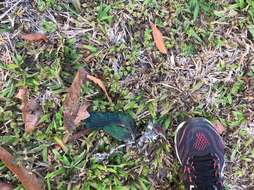 Image of Jambu Fruit Dove