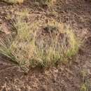 صورة Muhlenbergia pungens Thurb.