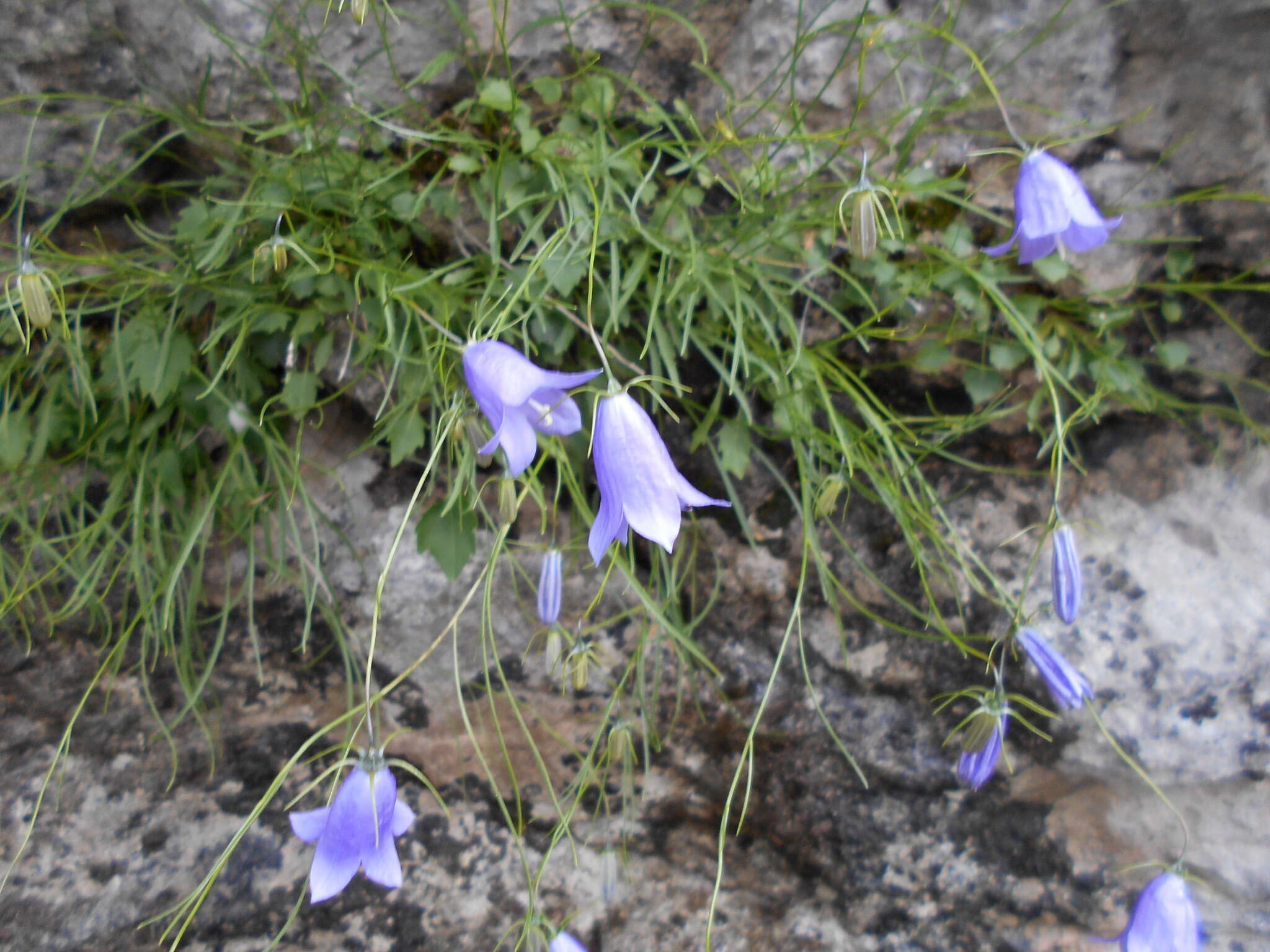 Image of Karnische Glockenblume