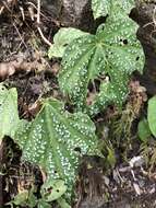 Image of Begonia formosana (Hayata) Masam.