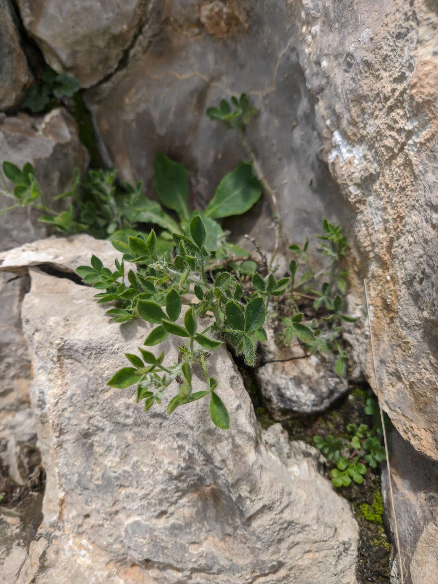 Слика од Cytisus hirsutus subsp. polytrichus (M. Bieb.) Hayek