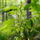 Imagem de Platanthera hookeri (Torr.) Lindl.