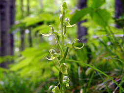 Image of Hooker's orchid