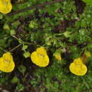 Image of Calceolaria tenella Poepp. & Endl.